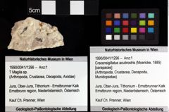 Foto (Objket + Etiketten) von Cracensigillatus acutirostris (Moericke, 1889) 